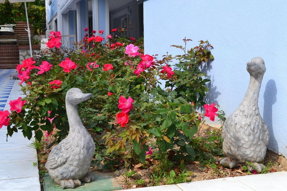 B And B Della Mimosa ديسينسانو ديل غاردا المظهر الخارجي الصورة